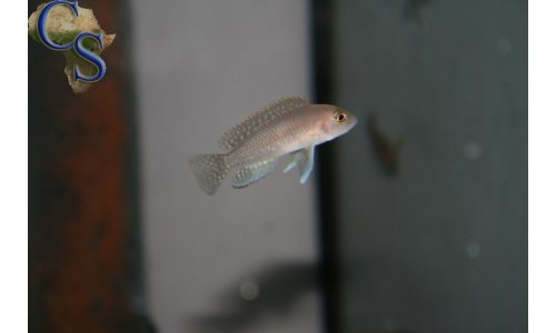 Neolamprologus ventralis